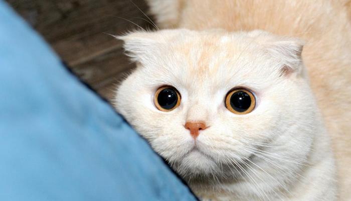Ảnh mèo anh cute