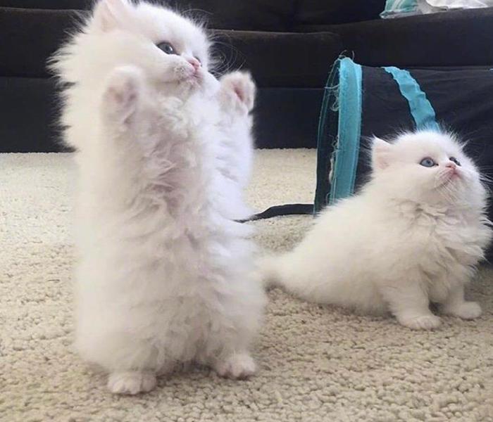 Avatar đôi mèo vô tri cute