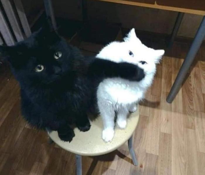 Avatar đôi mèo vô tri cute