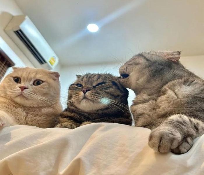 Ảnh nhóm 3 con mèo vô tri