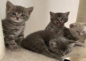 Hình ảnh 4 con mèo cute