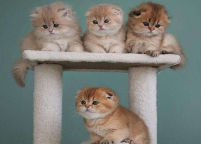 Hình ảnh 4 con mèo cute