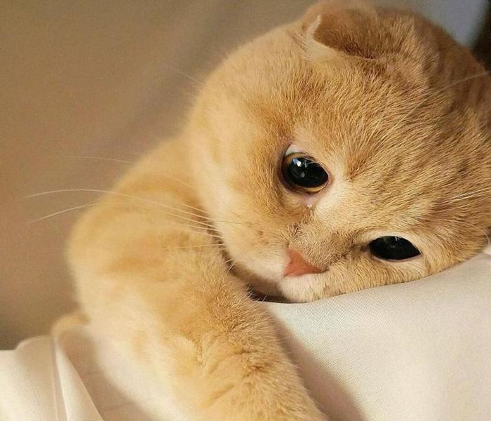 Mèo giận meme cute