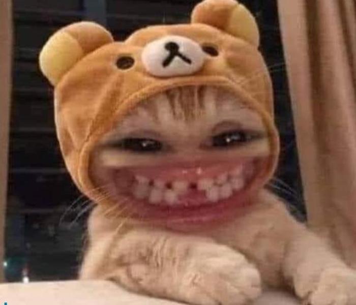 Hình meme mèo mướp gây cười