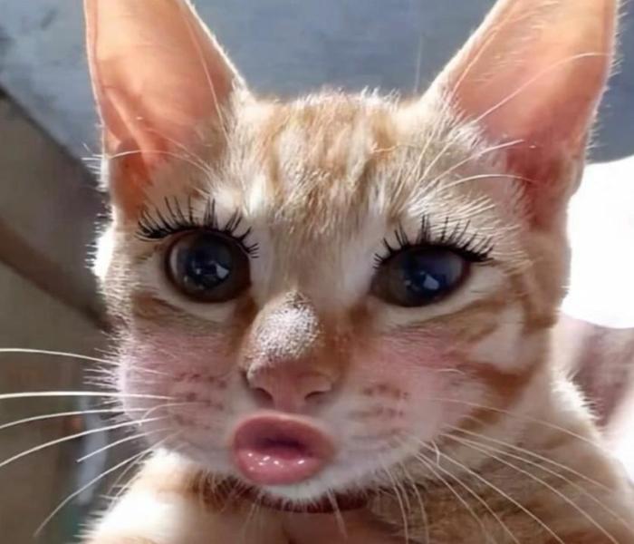 Ảnh mèo meme cute