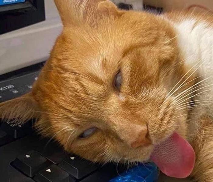 Hình meme mèo mướp gây cười