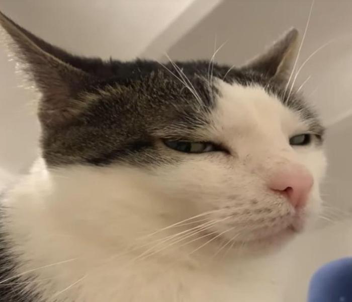 Hình mèo cute meme