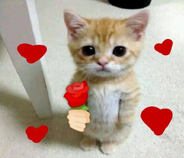Ảnh mèo meme mèo tặng hoa