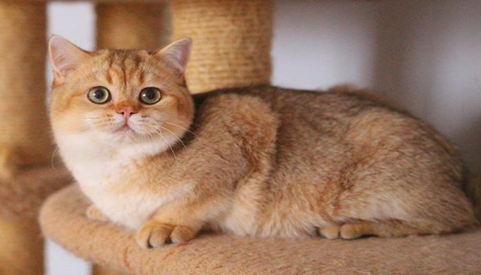Ảnh mèo anh 34 béo 