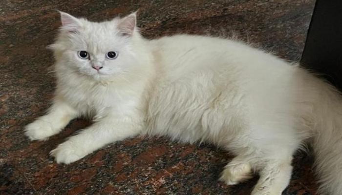 Hình mèo trắng đẹp