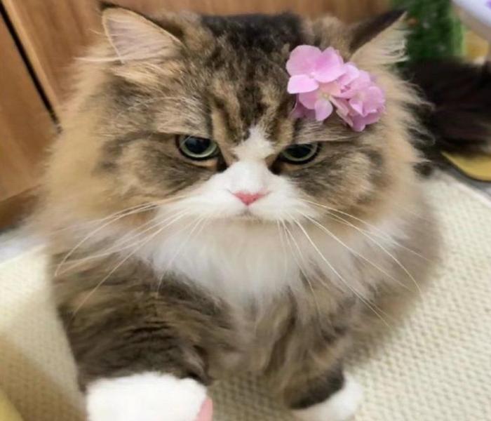 Ảnh mèo cái bé xíu cute