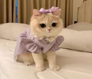 Ảnh mèo cái bé xíu cute