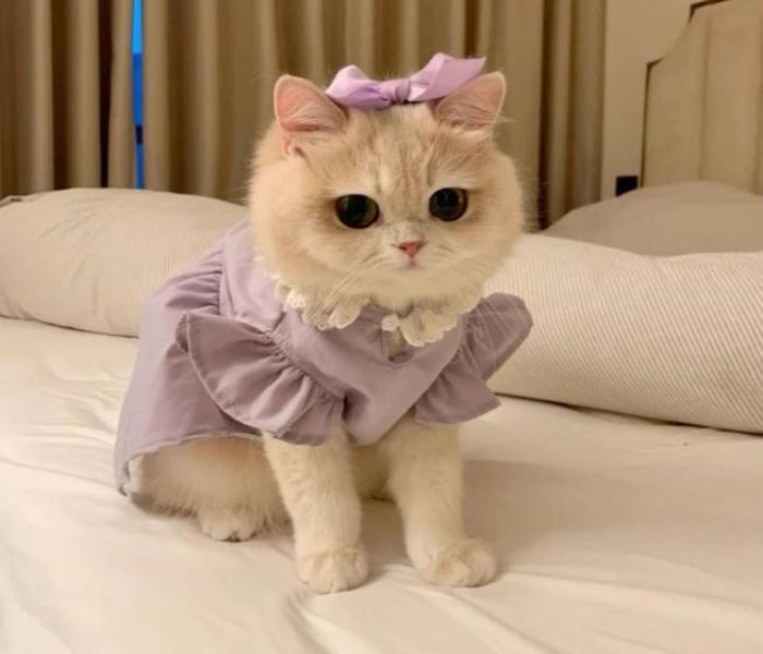 Ảnh mèo cái bé xíu cute