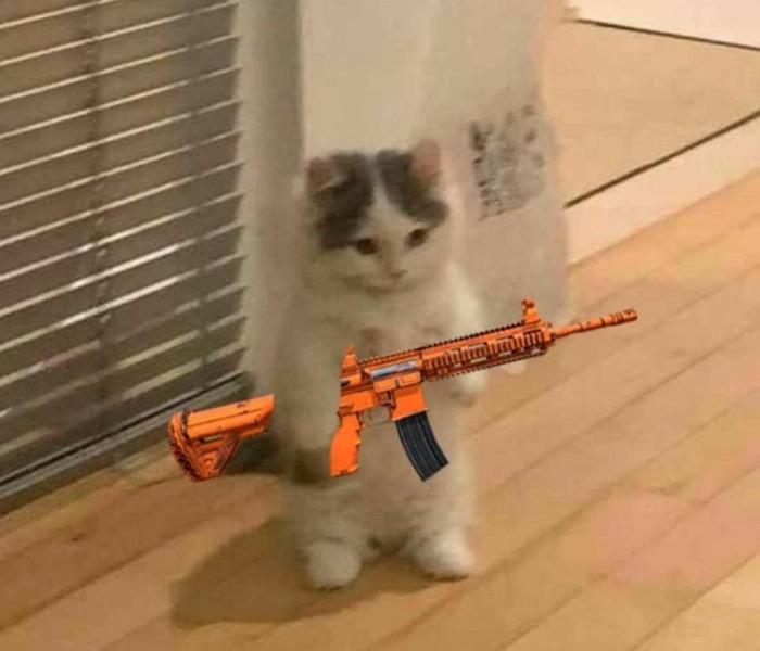 Hình mèo cầm súng meme cute