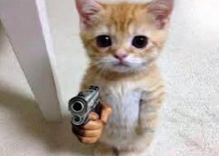 Meme mèo cầm súng hài hước