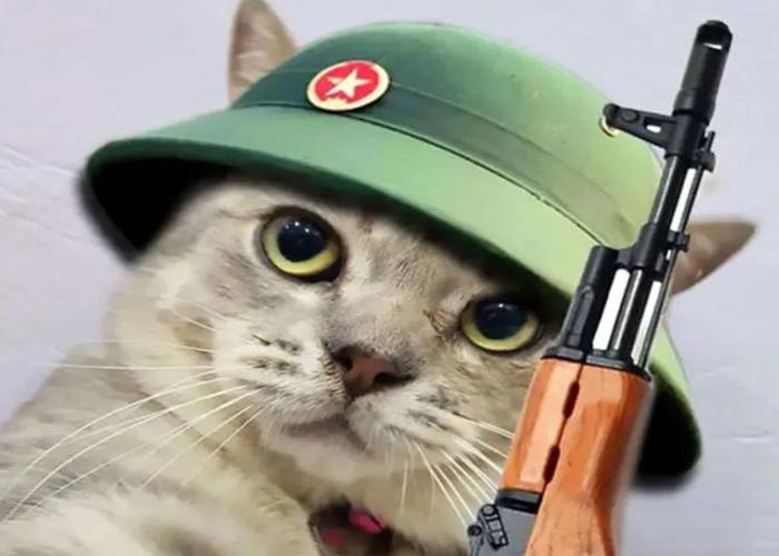 Meme mèo cầm súng hài hước