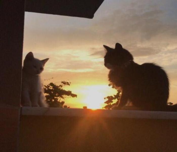 Hình ảnh mèo chill buồn cute