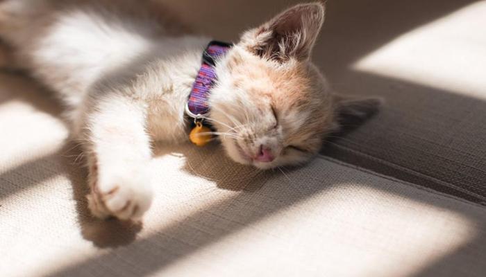 Ảnh mèo nằm ngủ cute xinh
