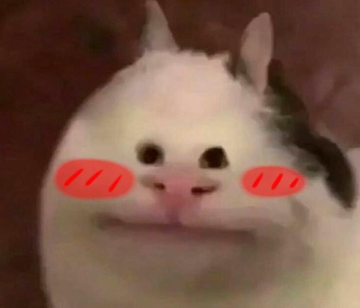 Meme mèo cười đểu khôi hài