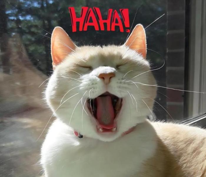 Mặt mèo cười meme