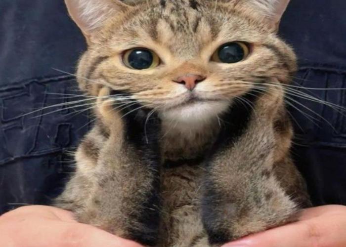 Mèo cười duyên dáng cute