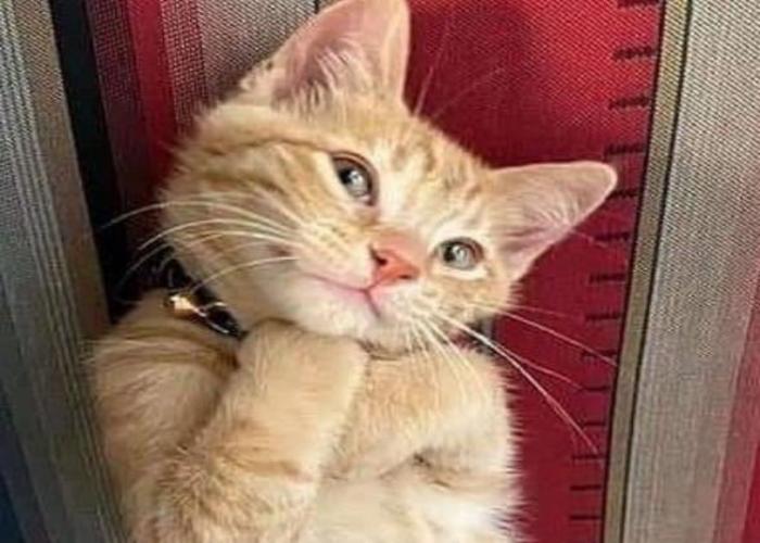 Mèo cười duyên dáng cute