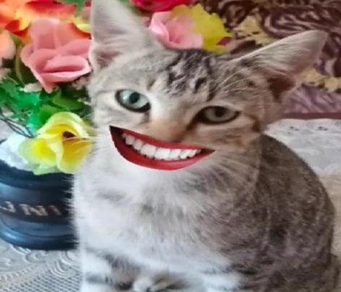 Meme mèo cười bựa