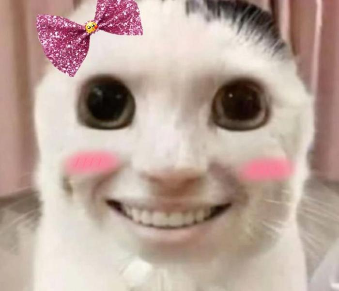 Meme mèo cười bựa