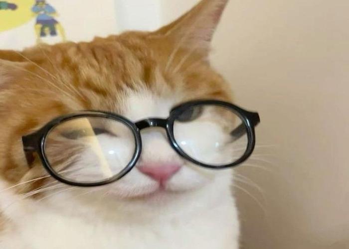 Hình ảnh mèo đeo kính cute ngầu meme
