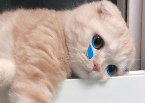 Ảnh mèo nằm khóc cute meme