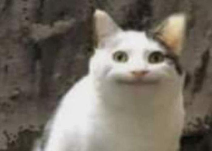 Meme mèo cười đểu khôi hài