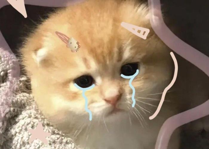 Ảnh mèo khóc meme cute