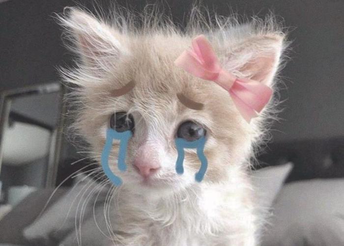 Ảnh mèo khóc meme cute