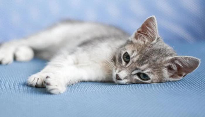 Ảnh mèo con đáng yêu làm avt