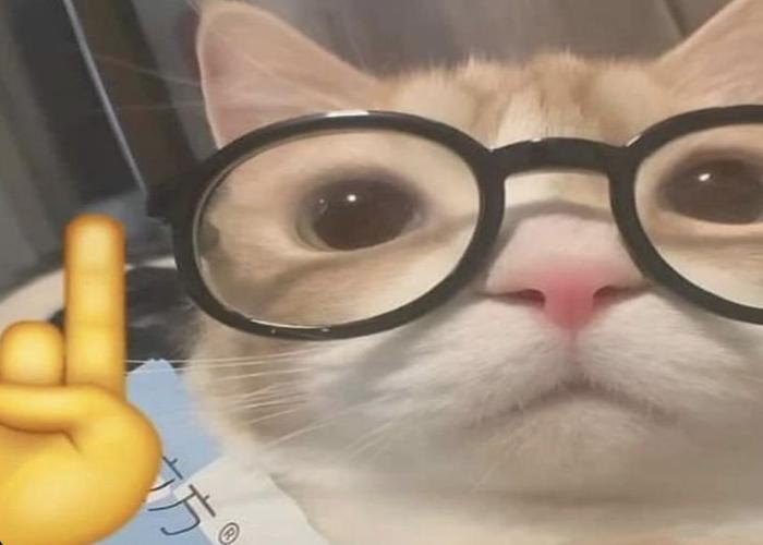 Meme mèo đeo kính cute