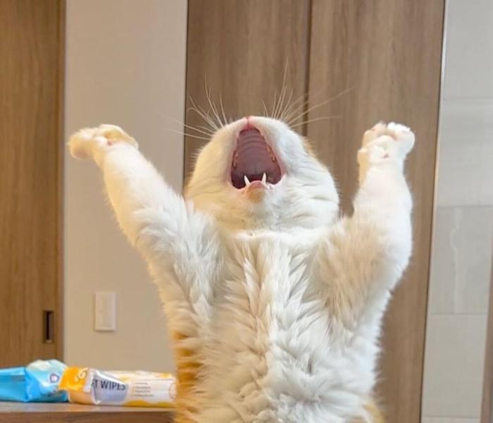 Meme mèo đứng 2 chân