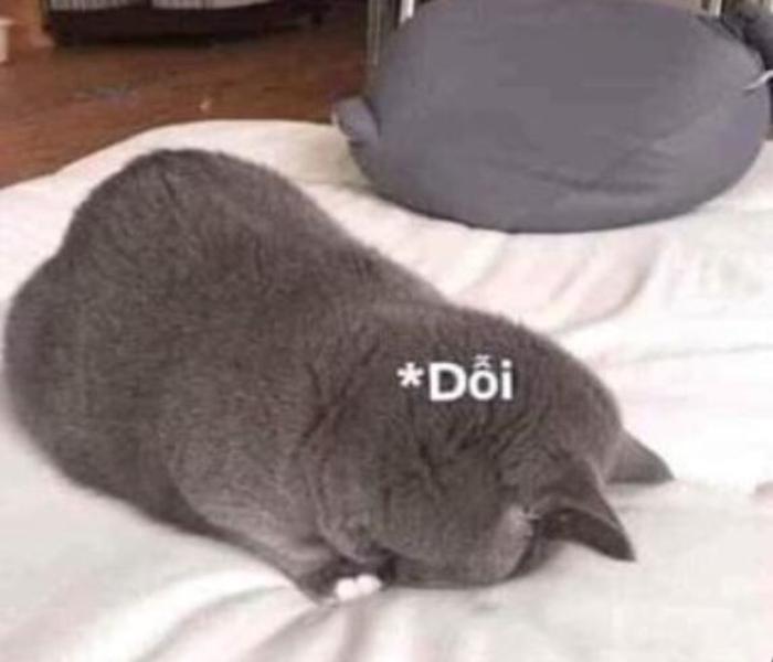 Mèo giận meme cute