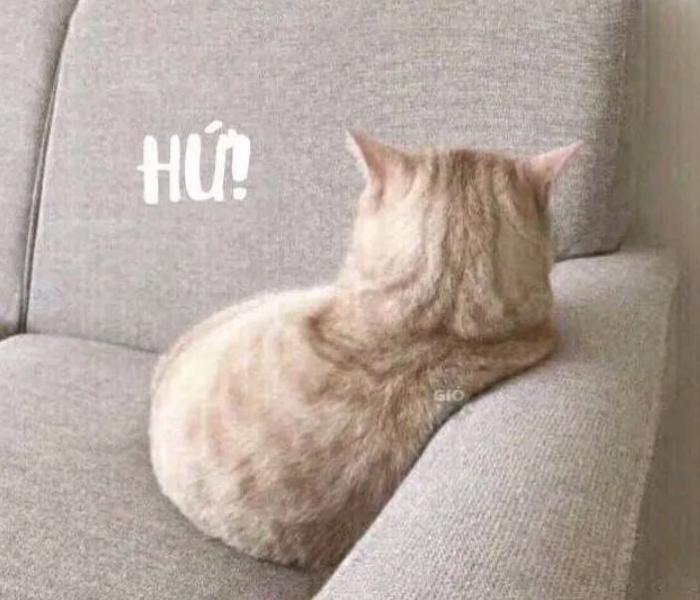 Meme mèo cute dỗi