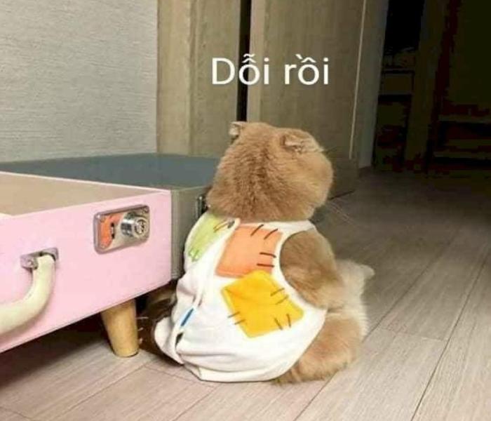 Meme mèo cute dỗi