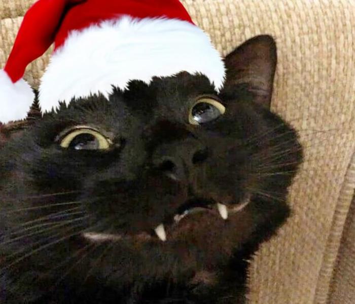 Mèo meme giáng sinh cute