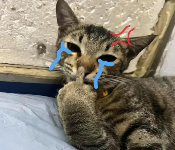 Ảnh mèo nằm khóc cute meme