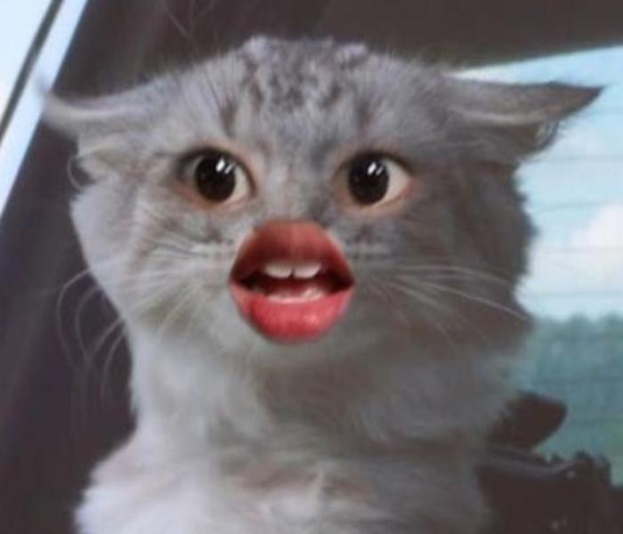 Avatar mèo meme