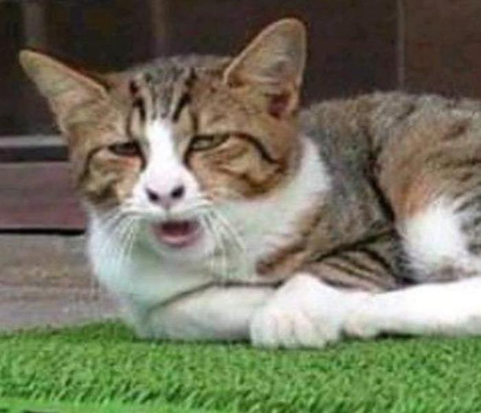 Hình meme mèo mướp gây cười