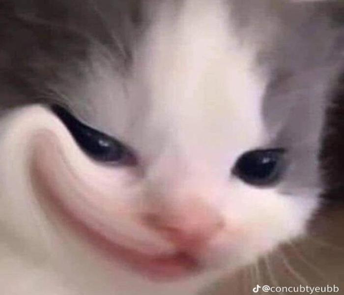 Ảnh mèo con meme hài hước