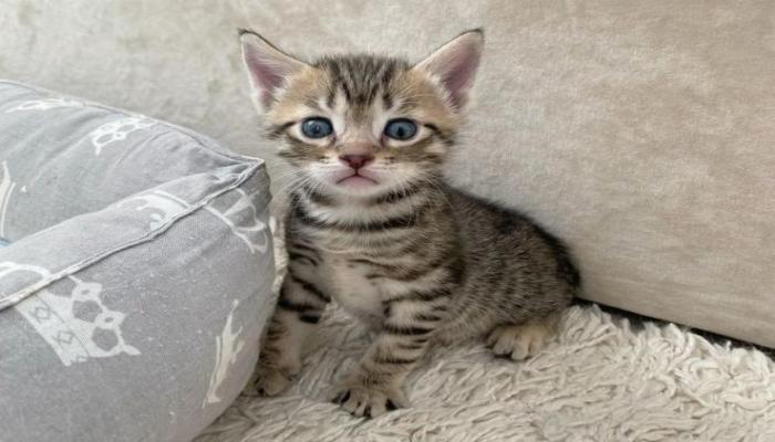 Mèo mướp con bé xíu cute xỉu