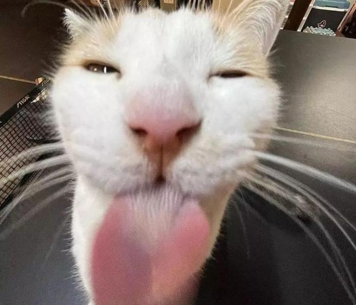 Hình meme mèo mướp gây cười