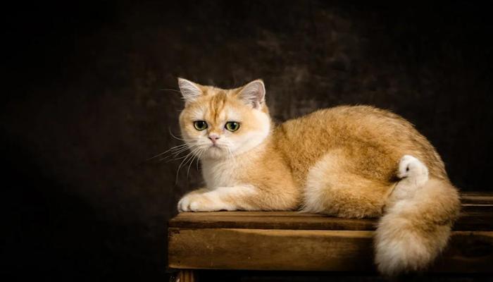 Ảnh mèo lười nằm