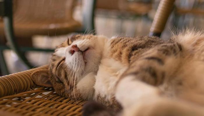 Ảnh mèo lười nằm