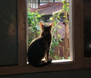 Hình mèo ngồi cửa sổ chill