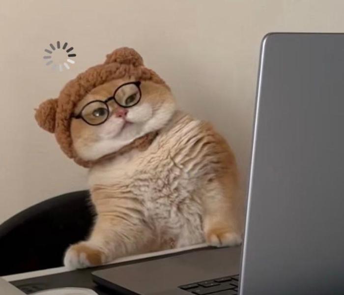 Ảnh mèo ngáo ngồi máy tính cute